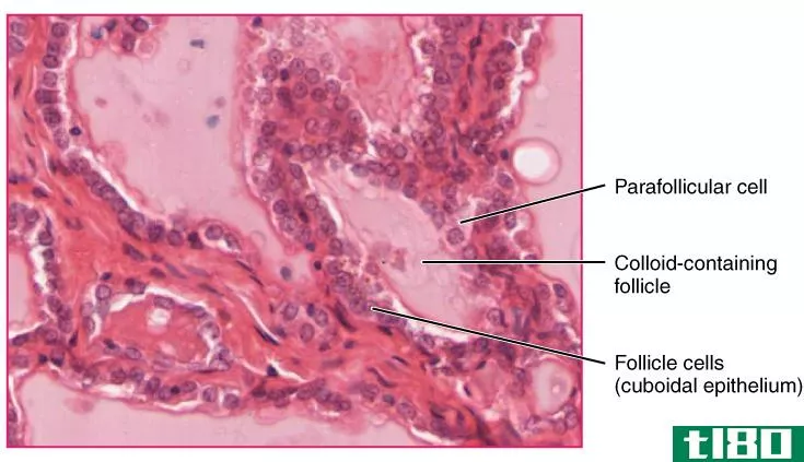 卵泡旁(parafollicular)和滤泡细胞(follicular cells)的区别