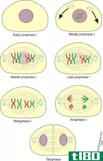 减数分裂Ⅰ(meiosis i)和减数分裂ii(meiosis ii)的区别