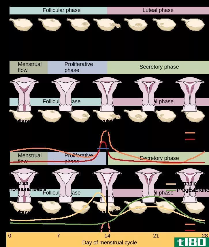 卵巢周期(ovarian cycle)和月经周期(menstrual cycle)的区别