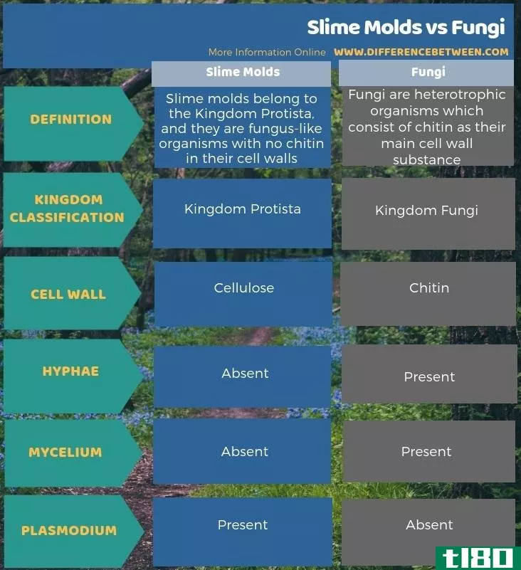 黏菌(slime molds)和真菌(fungi)的区别
