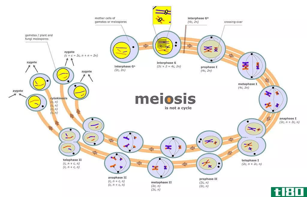 有丝分裂(mitosis)和减数分裂(meiosis)的区别