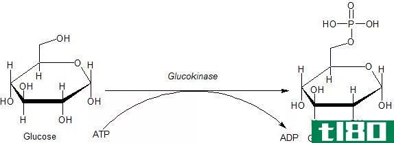 己糖激酶(hexokinase)和葡萄糖激酶(glucokinase)的区别
