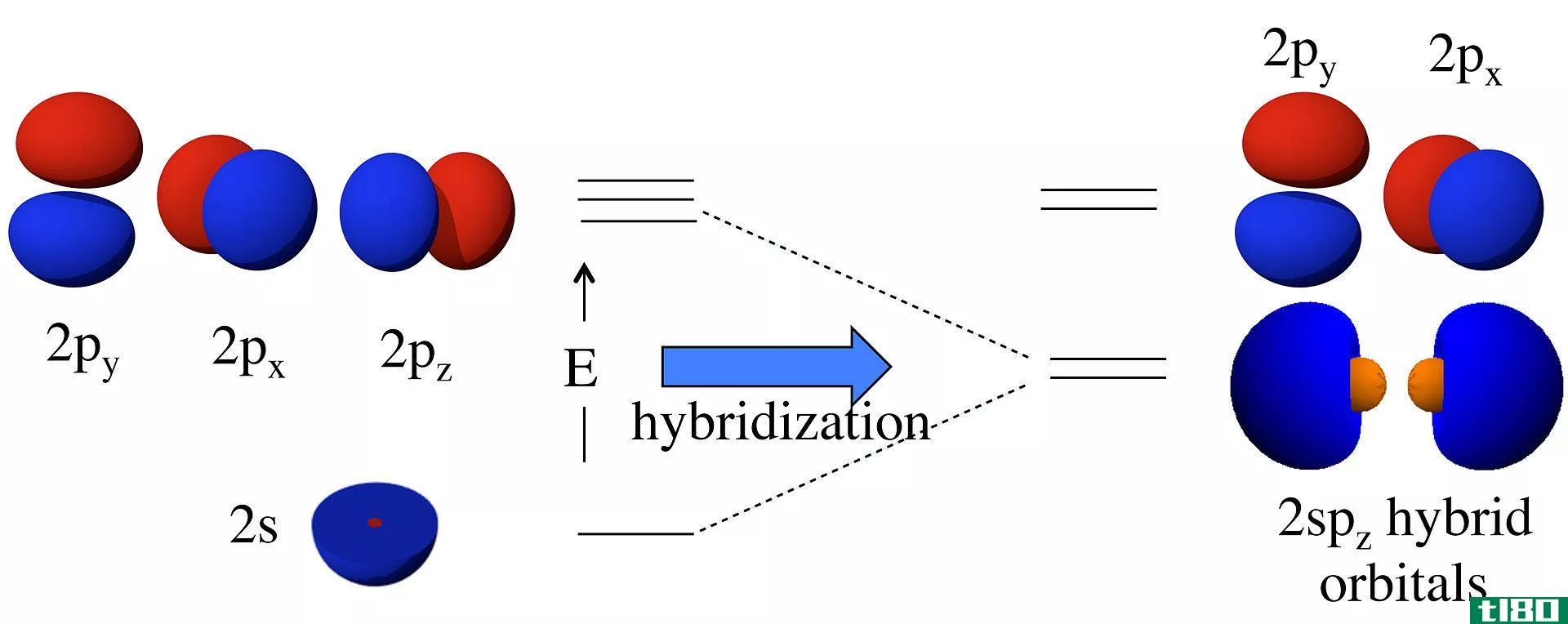 杂交(hybridization)和重叠(overlapping)的区别