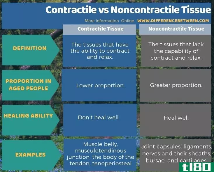收缩的(contractile)和非接触组织(noncontractile tissue)的区别