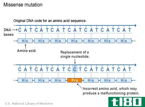 错义(missense)和无义突变(n***ense mutation)的区别