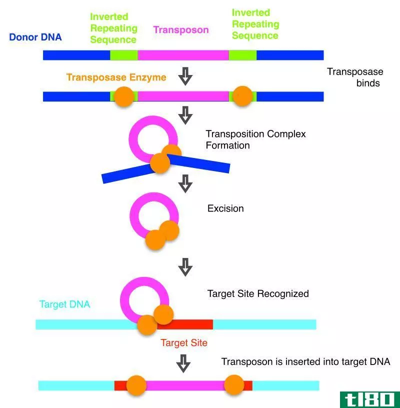 细菌转座(bacterial transposases)和逆转录病毒整合酶(retroviral integrases)的区别