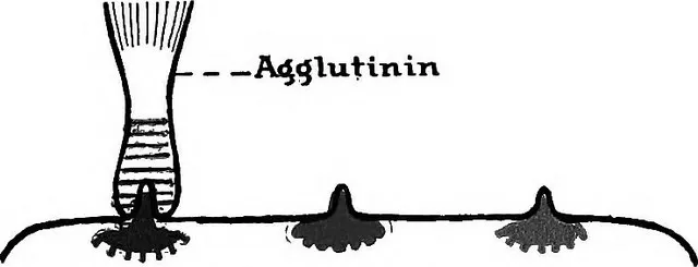 凝集原(agglutinogens)和凝集素(agglutinins)的区别