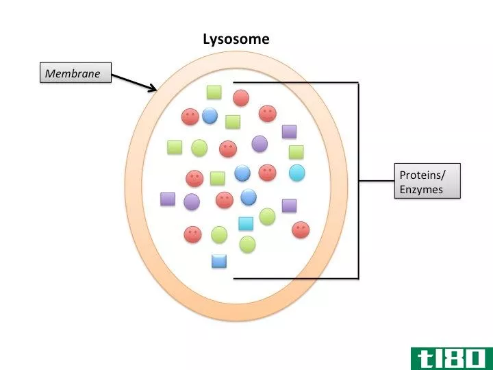 初级的(primary)和次生溶酶体(secondary lysosomes)的区别