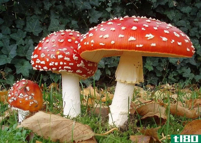 蘑菇(mushrooms)和毒蕈(toadstools)的区别