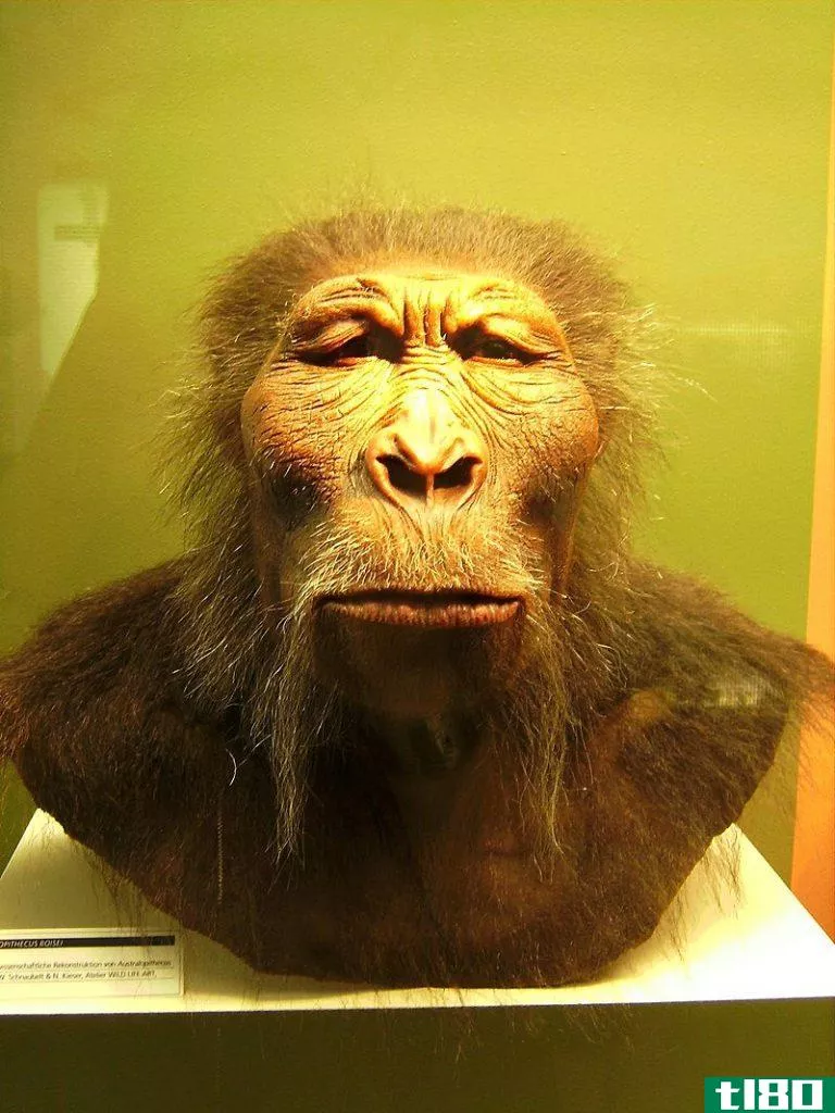 副喉(paranthropus)和南方古猿(australopithecus)的区别