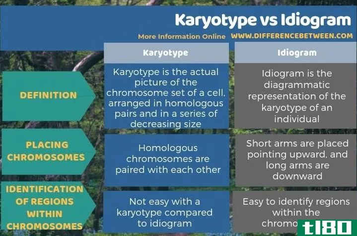核型(karyotype)和大纲(idiogram)的区别
