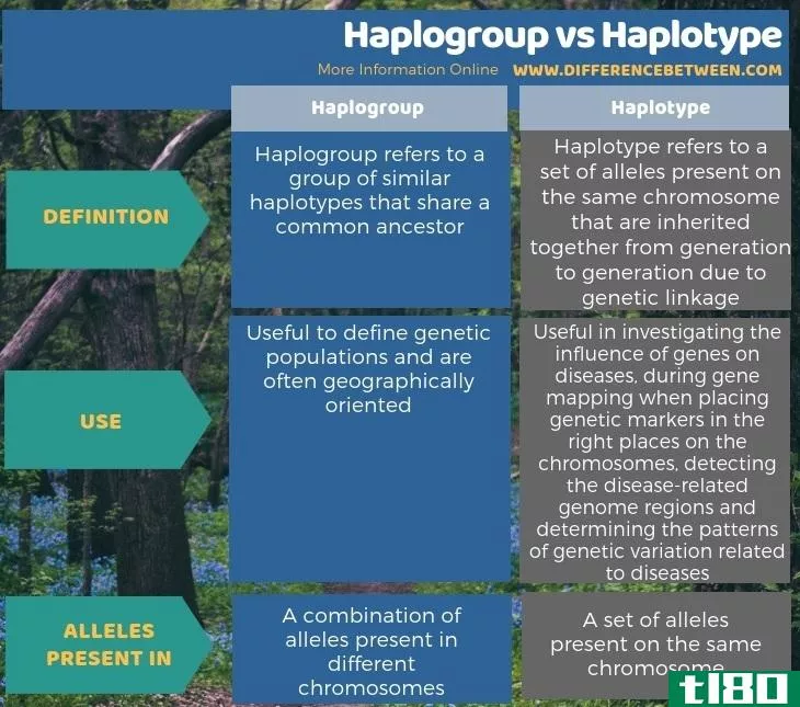 单倍群(haplogroup)和单倍型(haplotype)的区别