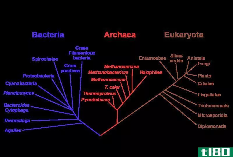 分支图(cladogram)和系统发育树(phylogenetic tree)的区别