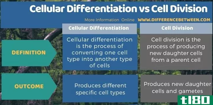 细胞分化(cellular differentiation)和细胞分裂(cell division)的区别