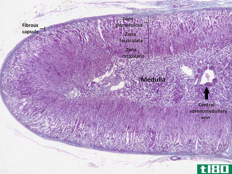 肾上腺皮质(adrenal cortex)和肾上腺髓质(adrenal medulla)的区别