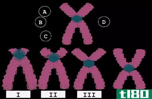 稳心(metacentric)和亚着丝粒染色体(submetacentric chromosomes)的区别