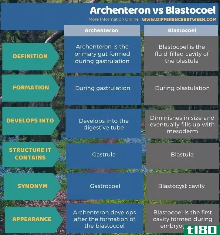 原肠(archenteron)和囊胚腔(blastocoel)的区别