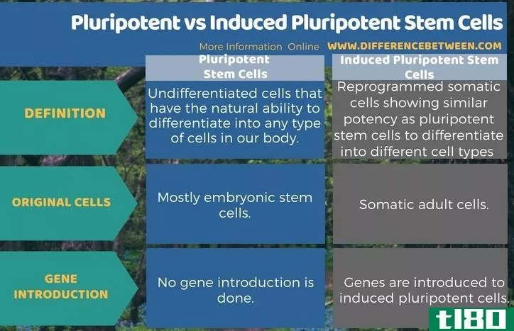 多能性(pluripotent)和诱导多能干细胞(induced pluripotent stem cells)的区别