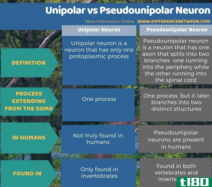 单极(unipolar)和假单极神经元(pseudounipolar neuron)的区别