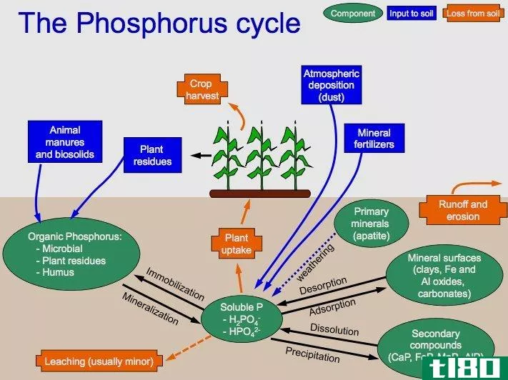 碳循环(carbon cycle)和磷循环(phosphorus cycle)的区别