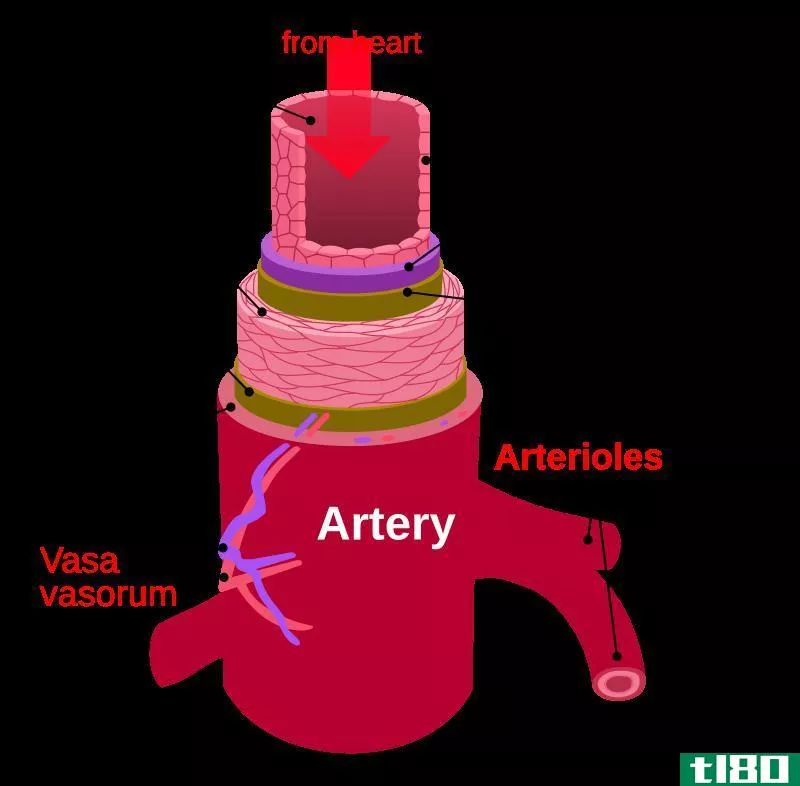 动脉(artery)和静脉(vein)的区别