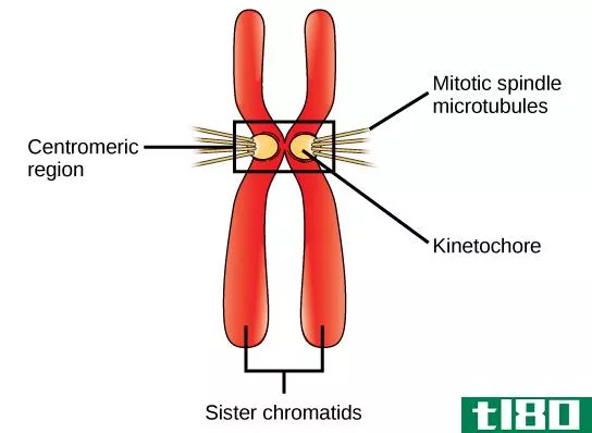 着丝粒(centromere)和动粒(kinetochore)的区别