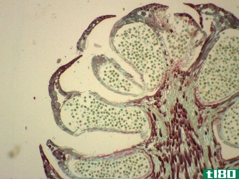 **的(male)和雌配子体(female gametophyte)的区别