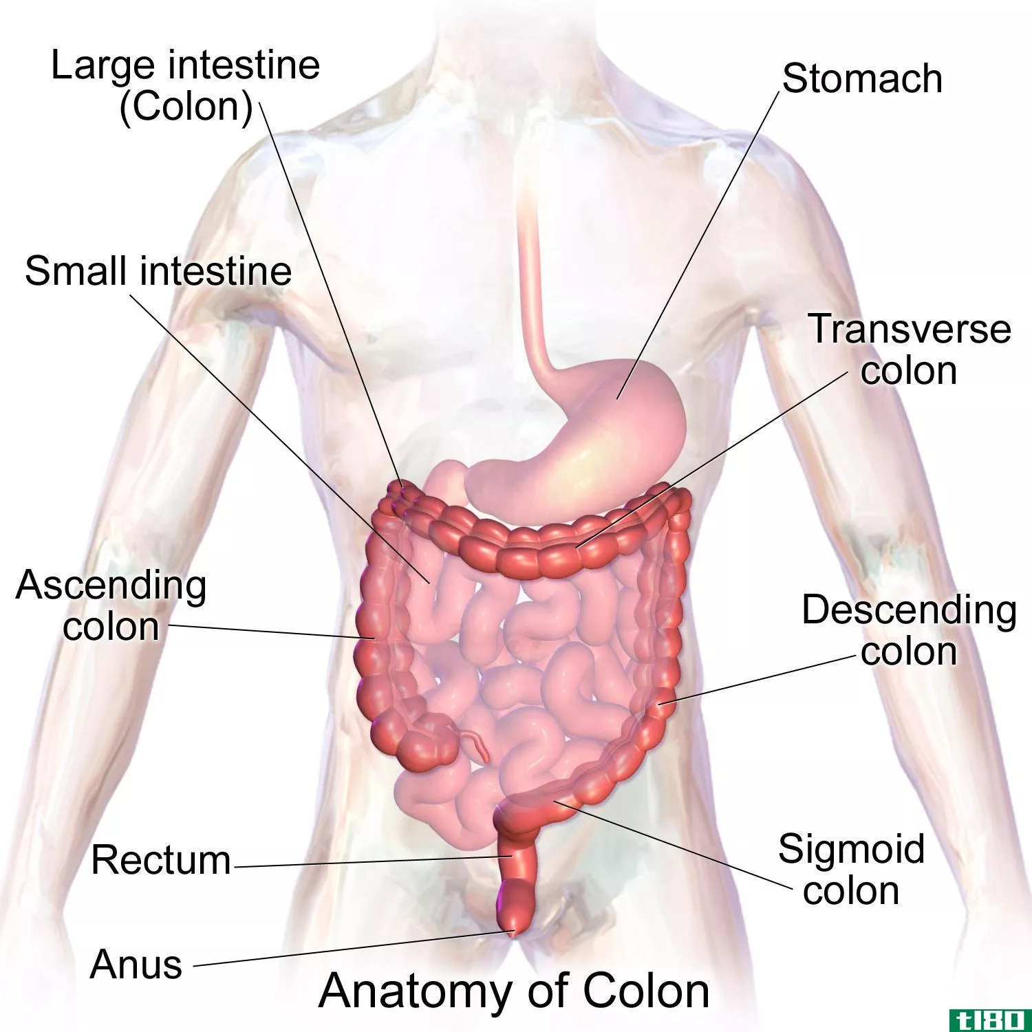 结肠(colon)和肠(intestines)的区别