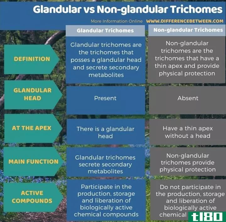 腺的(glandular)和非腺毛(non-glandular trichomes)的区别