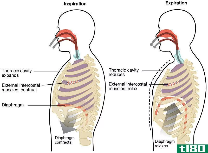 呼吸困难(dyspnea)和气短(shortness of breath)的区别