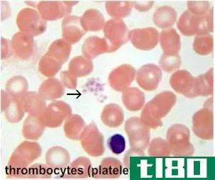 红细胞白细胞(erythrocytes leukocytes)和血小板(thrombocytes)的区别
