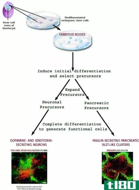 干细胞(stem cells)和分化细胞(differentiated cells)的区别