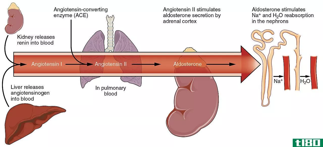 血管紧张素1(angiotensin 1)和2(2)的区别