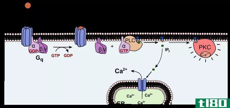 蛋白激酶a(protein kinase a)和蛋白激酶c(protein kinase c)的区别