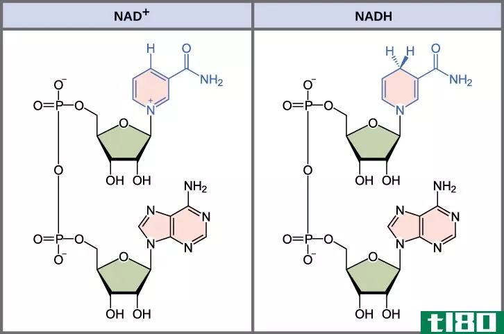 纳德(nadh)和fadh2型(fadh2)的区别
