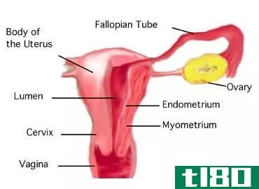 卵巢(ovary)和子宫(uterus)的区别