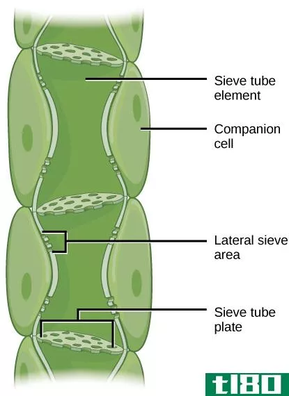 筛孔(sieve cells)和筛管(sieve tubes)的区别