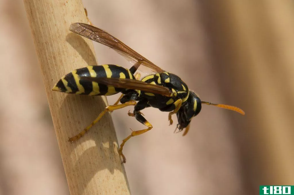 黄蜂(wasp)和黄蜂刺(hornet sting)的区别
