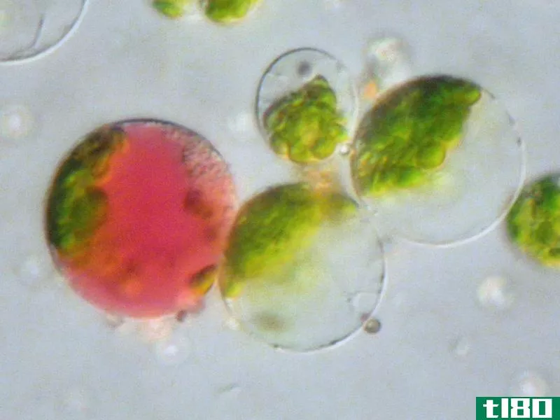 微繁殖(micropropagation)和体细胞杂交(somatic cell hybridisation)的区别