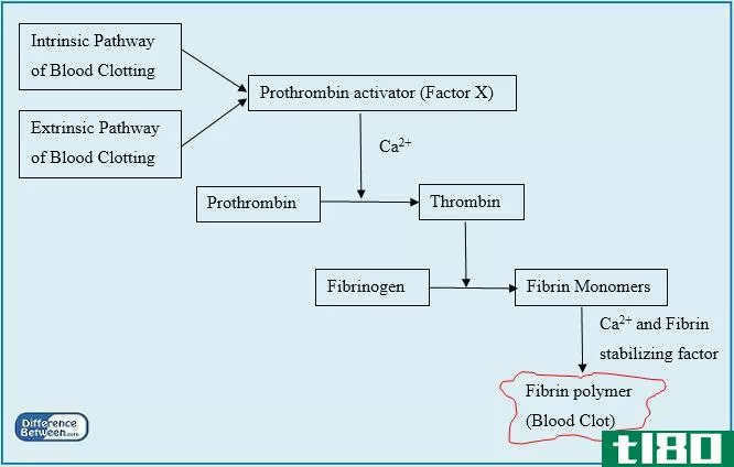 内在的(intrinsic)和凝血的外源性途径(extrinsic pathways in blood clotting)的区别