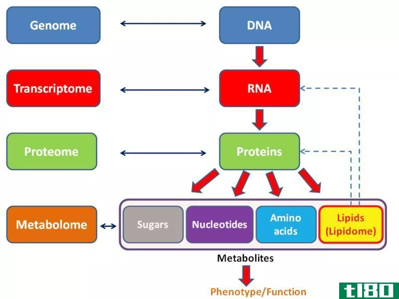 蛋白质组学(proteomics)和代谢组学(metabolomics)的区别