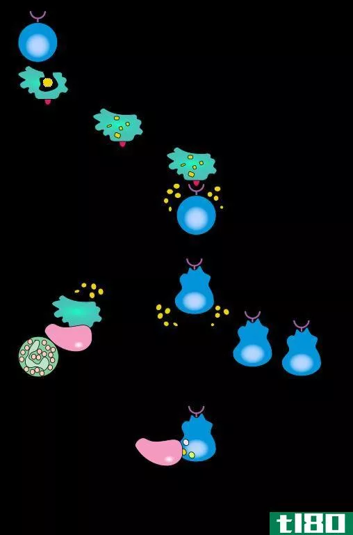 细胞介导(cell mediated)和抗体介导免疫(antibody mediated immunity)的区别