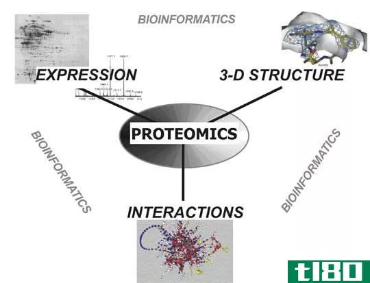 蛋白质组学(proteomics)和转录组学(transcriptomics)的区别