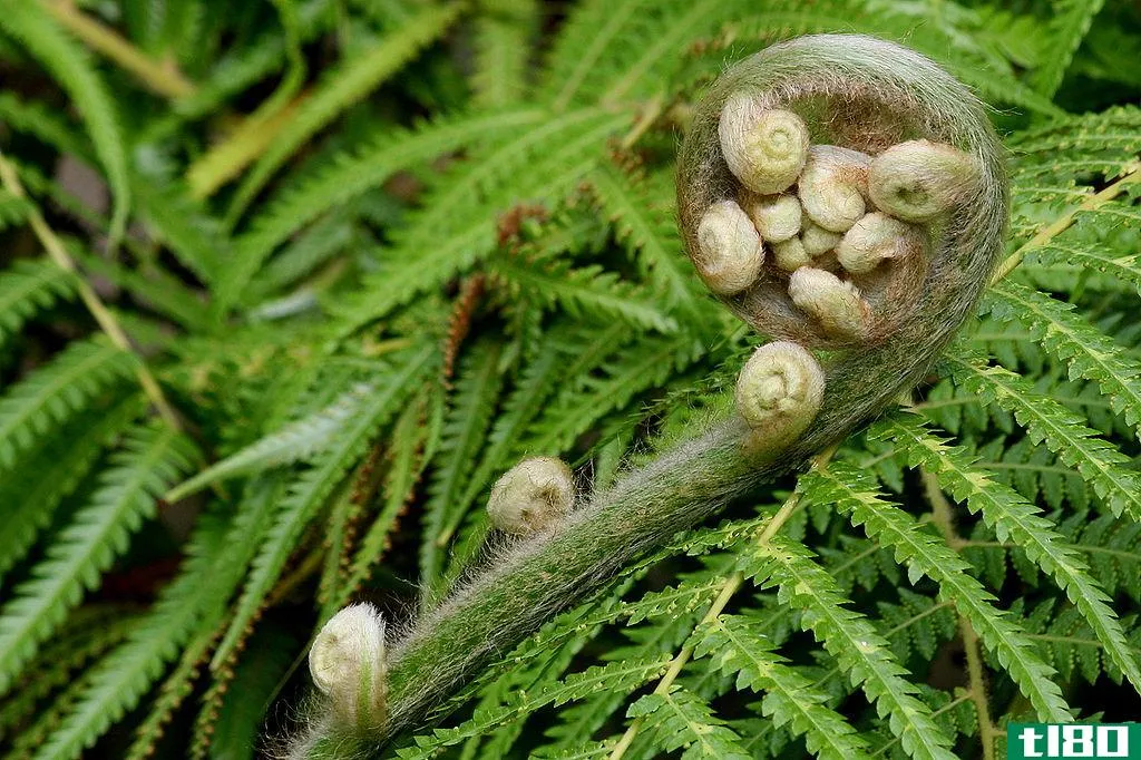 轮藻门(thallophyta)和蕨类植物(pteridophyta)的区别