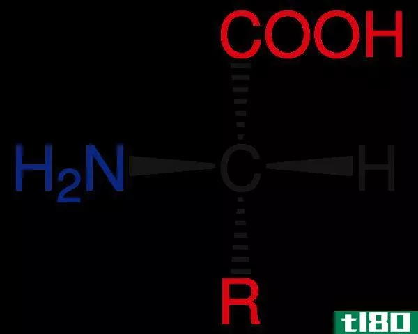 左边(left)和右旋氨基酸(right handed amino acids)的区别