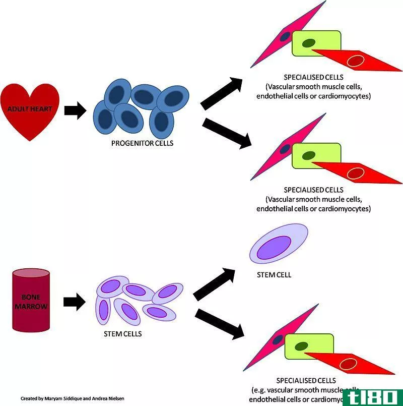 祖细胞(progenitor cells)和干细胞(stem cells)的区别