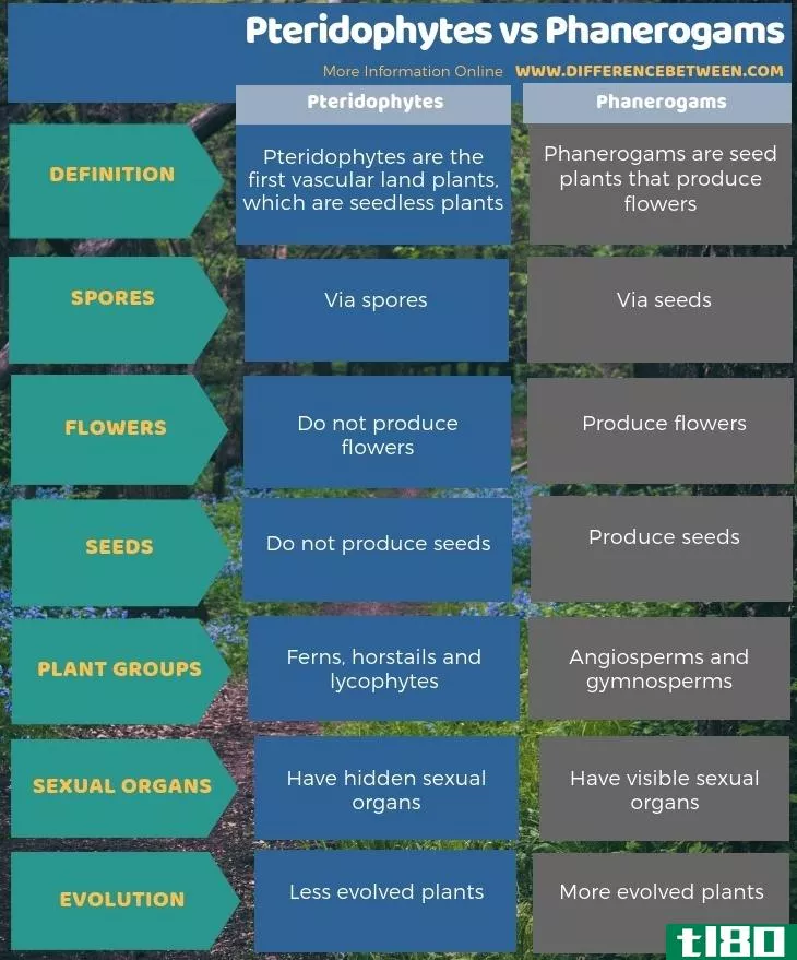 蕨类植物(pteridophytes)和幻影(phanerogams)的区别