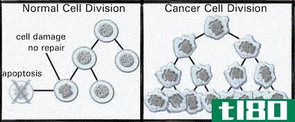 癌细胞周期(cancer cell cycle)和正常细胞周期(normal cell cycle)的区别