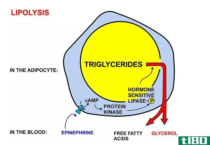 脂解(lipolysis)和脂肪生成(lipogenesis)的区别