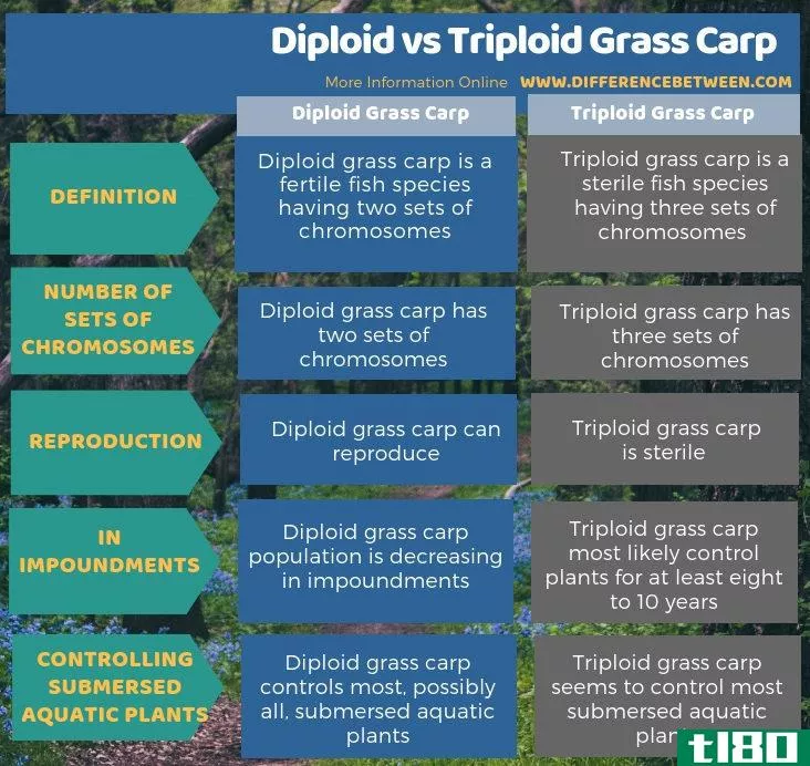 二倍体(diploid)和三倍体草鱼(triploid grass carp)的区别